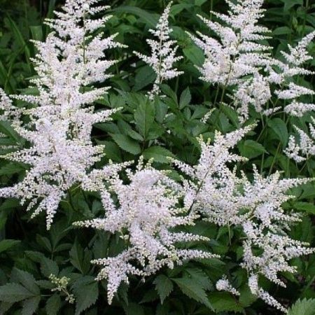 Астильба японская 'Washington' (С2-С3)