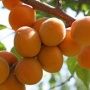 абрикос северный триумф Абрикос Северный триумф