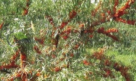 Облепиха Московская красавица