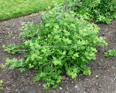 Крыжовник Белорусский сахарный