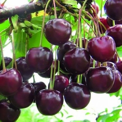 Вишня Тургеневка