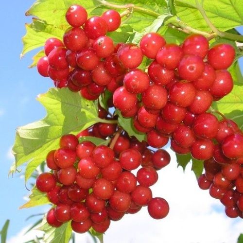 Калина Зарница