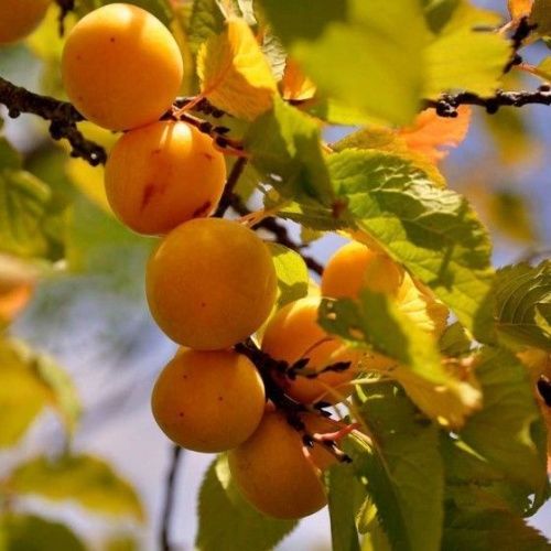 Слива Ренклод