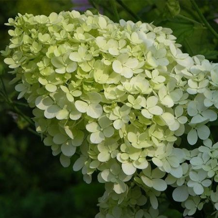 Гортензия метельчатая "Bombshell" (Бомбшелл)