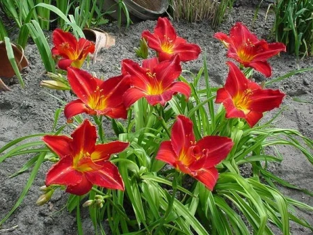 Лилейник 'Amadeus' (С2-С3)