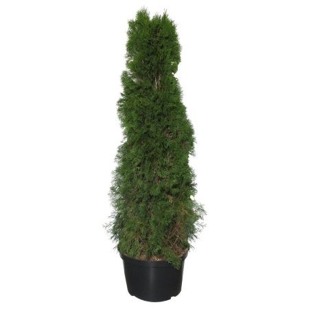 Туя западная Смарагд 140-160 см Курск