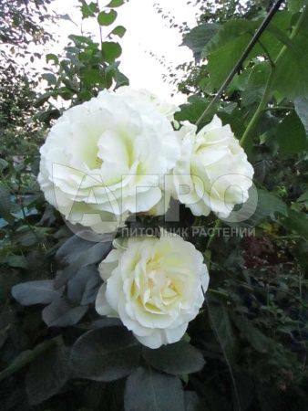 Роза Плетистая Шнеевальзер, Белая (С3-С4)