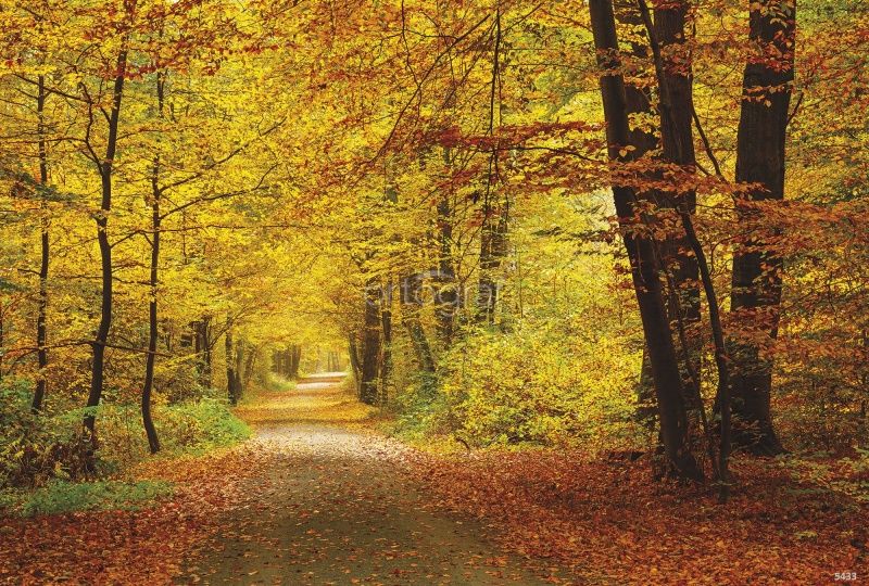 Фреска Осенний лес Art.5433