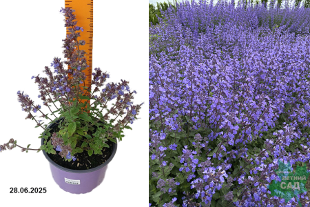 Котовник Фассена 'Kit Cat' (С1.5)