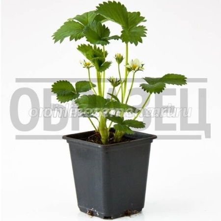 Земляника Зефир