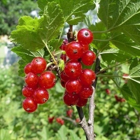 смородина красная уральский сувенир Смородина красная Уральский Сувенир