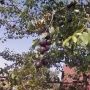 абрикос черный бархат Абрикос Черный бархат