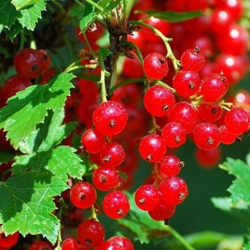 Смородина Алая зорька