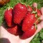Земляника Кардинал