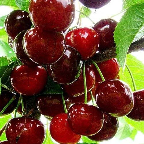 Вишня Игрушка