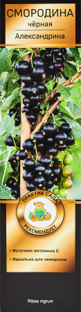 смородина черная александрина Смородина черная Александрина
