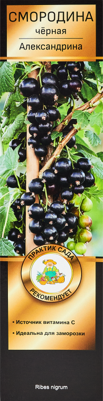 смородина черная александрина Смородина черная Александрина