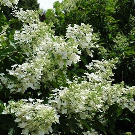 Гортензия метельчатая "Unique" (Юник)