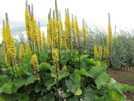 Бузульник сибирский . . . . . С3. . .