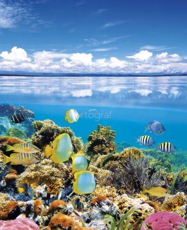 Фреска Риф Бокас дель Торо Art.30679