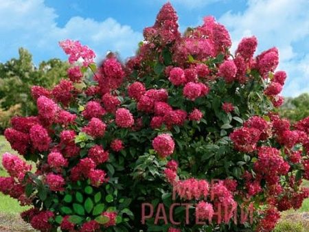 Гортензия Даймонд Руж
