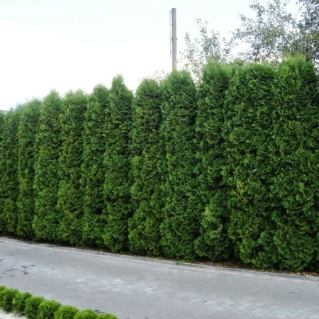 Туя западная Колумна 300-350см