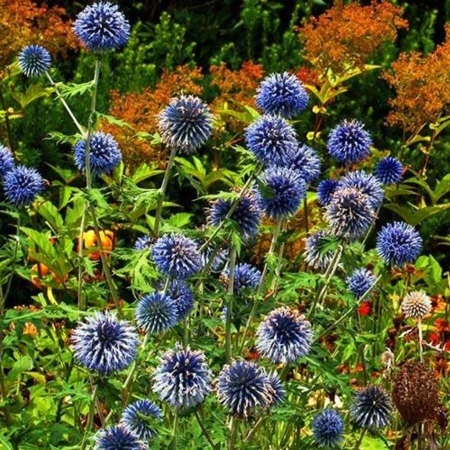 Мордовник баннатийский 'Blue Glow' (С2-С3)