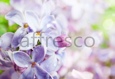 Сирень, арт. ID11842