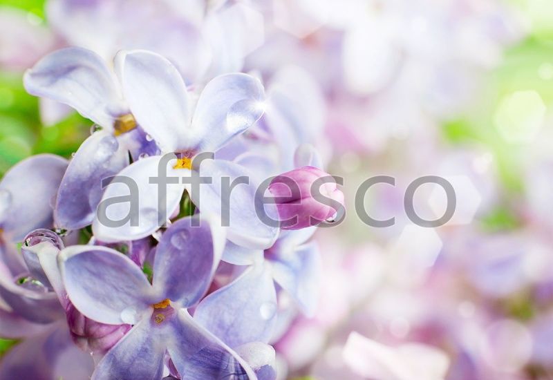 Сирень, арт. ID11842