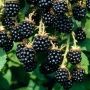 Ежевика Блэк Сатин