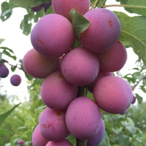 Слива колоновидная Империал