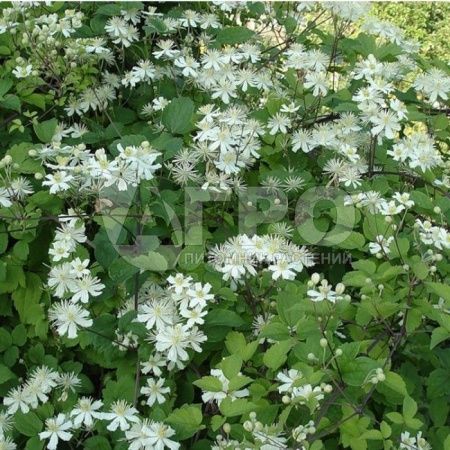 Клематис виноградолистный (С3, 040-060)