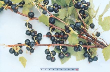 Смородина черная Реформа