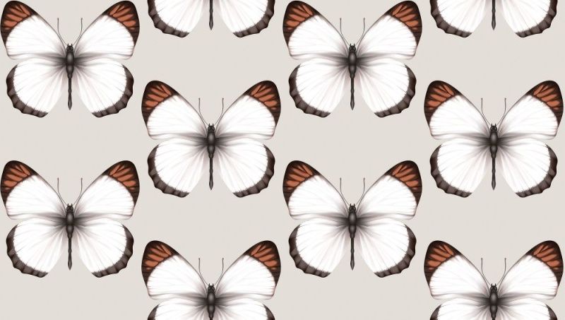 54401-3 Andrea Rossi Cheradi 1,06 x 10,05