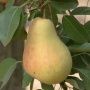 Груша Видная