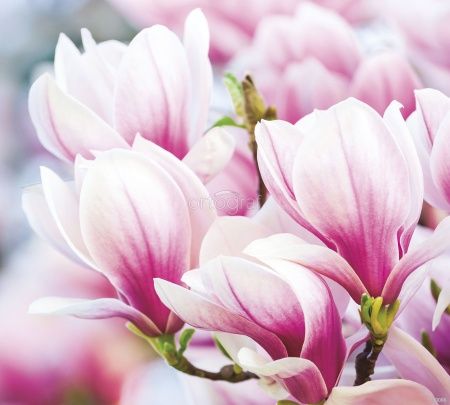 Розовые лепестки Art.30086