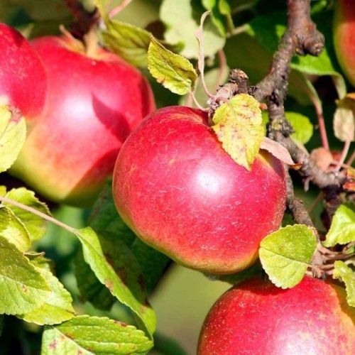 Яблоня Айдаред