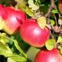 Яблоня Айдаред