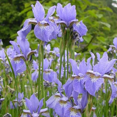 Ирис сибирский 'Blue King' (С2-С3)