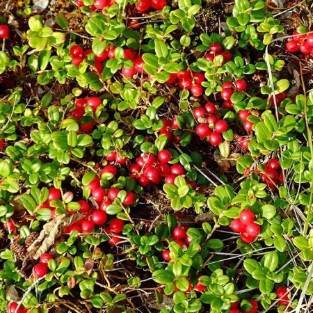 Брусника Костромичка