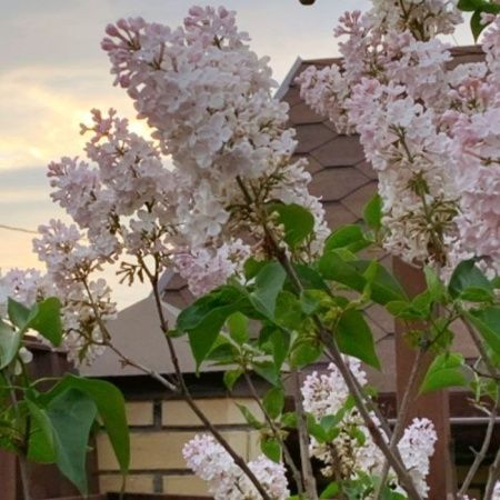 Сирень обыкновенная 'Петербурженка' (С3, 020-040)