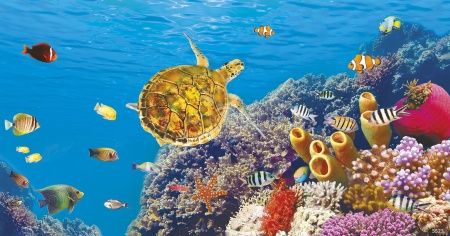 Морская черепаха Art.5523