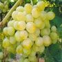 Виноград Русвен