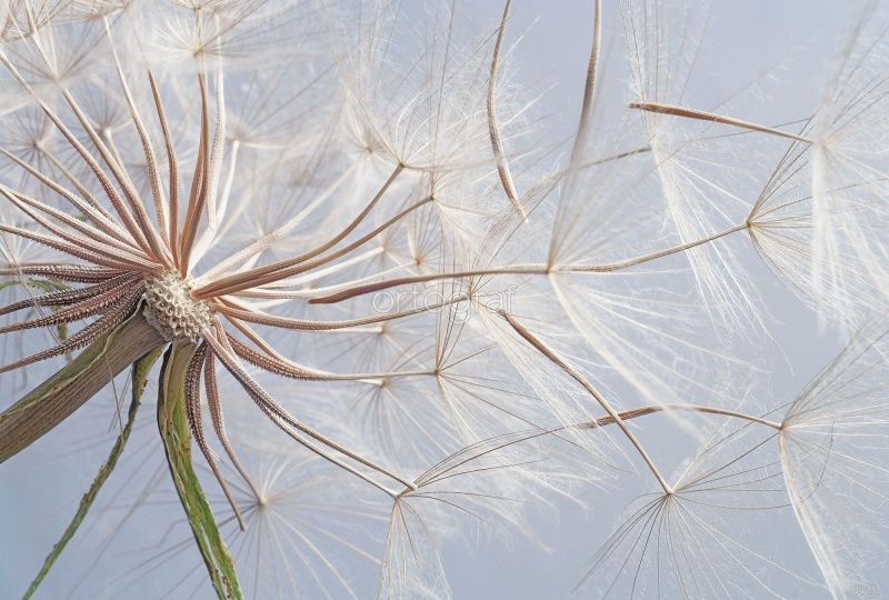 Одуванчики Art.4125