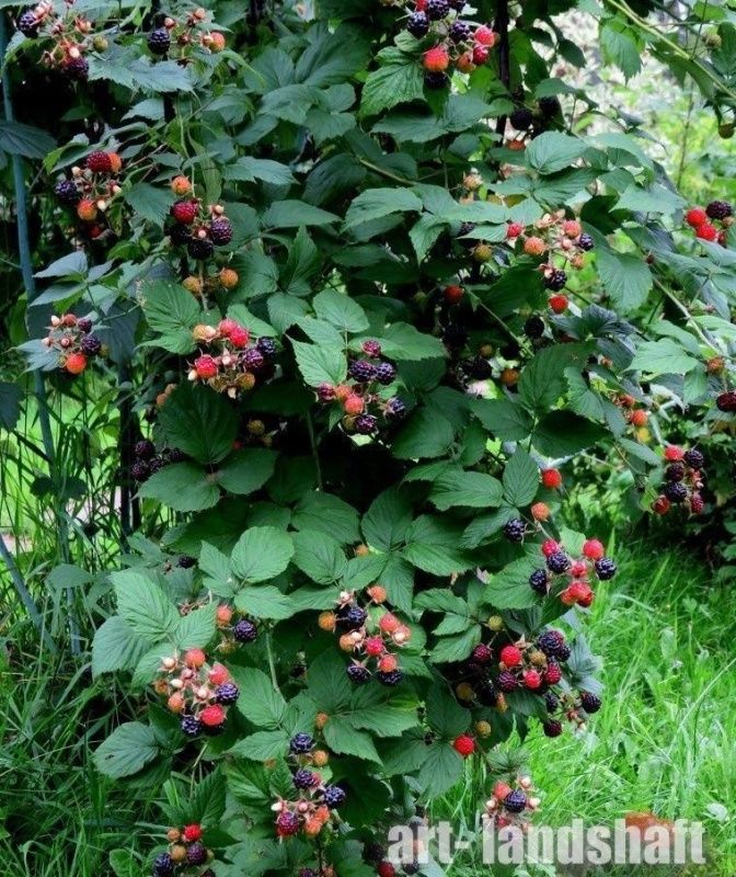 ежевика дарроу Ежевика Дарроу