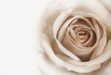 Загадочная роза Art.3189