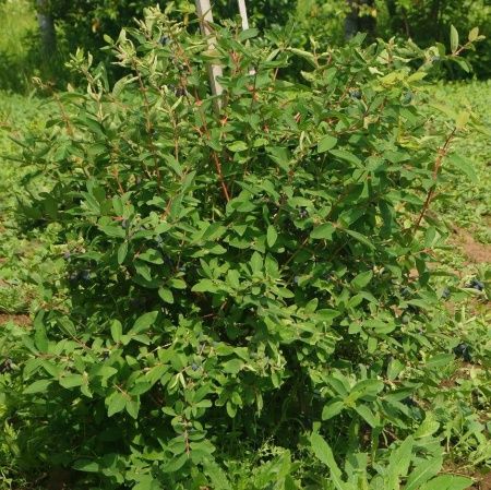 Жимолость "Гордость Бакчара"