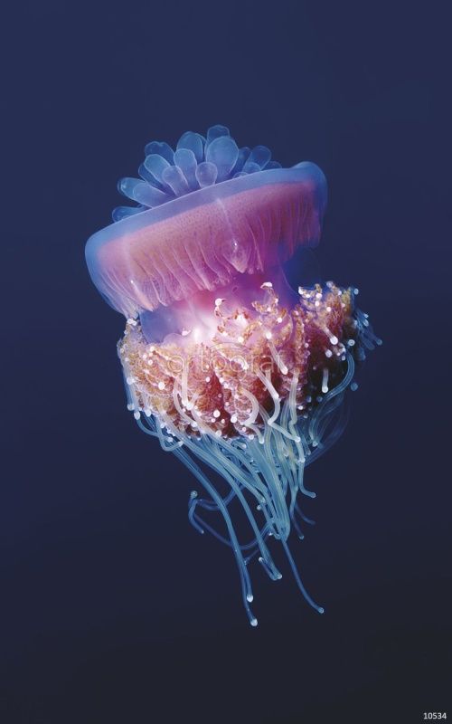 Фреска Медузы Art.10534