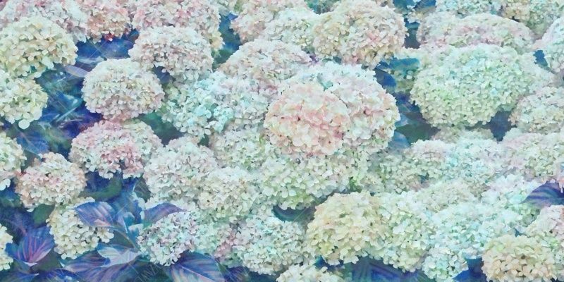 Фреска ALBA Flora арт. 800287