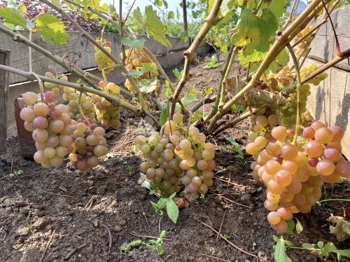 Виноград Русский ранний